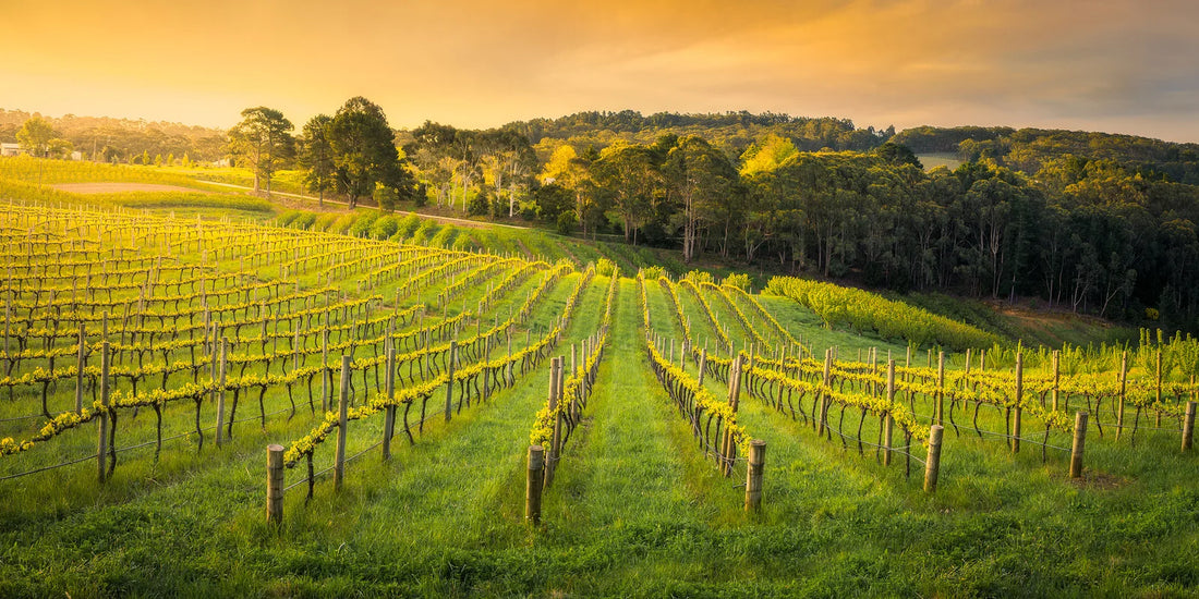 What is natural wine?